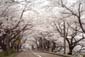 菊知坂の桜